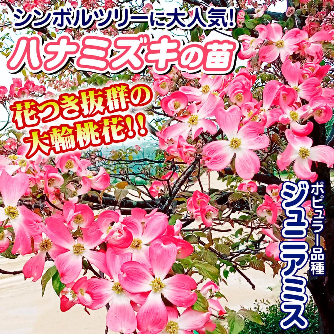 Amazon.co.jp: 花木苗 ハナミズキ ジュニアミス 1株 / 国華園 25年春